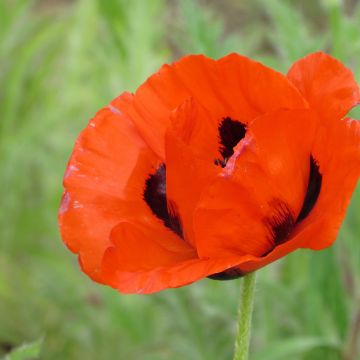 Samen des Orientalischen Mohns (Oosterse Klaproos) - Papaver orientale