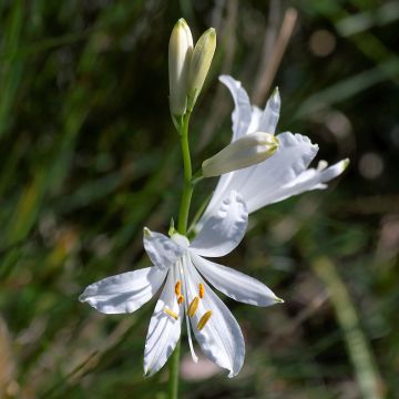Paradisea liliastrum - Weiße Trichterlilie