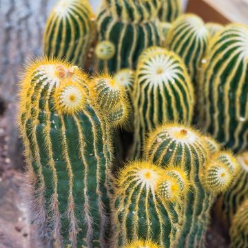 Parodia warasii - Notocactus warasii