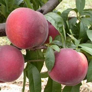 Pfirsich Anita - Prunus persica