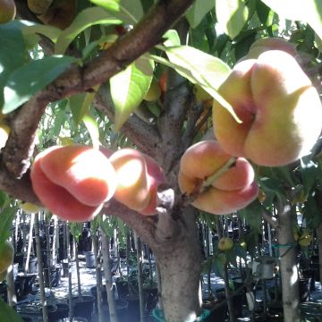 Pfirsich Peento - Prunus persica