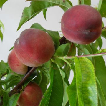 Pfirsich Robin - Prunus persica