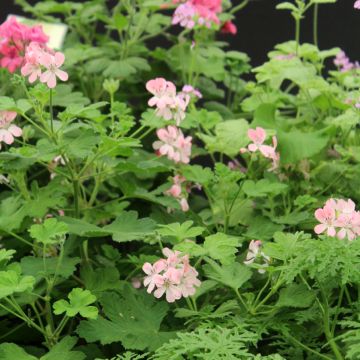 Duftende Pelargonie weet Mimosa - Pelargonium