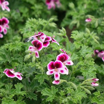 Duftende Pelargonie Mosquitaway Eva - Pelargonium