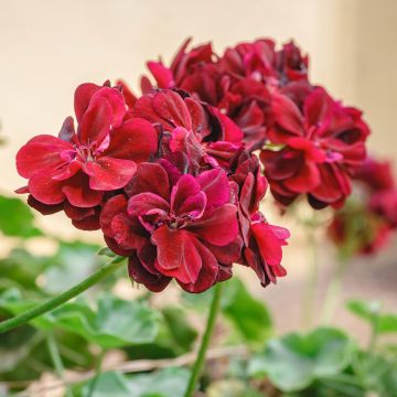 Hängegeranie Double Royal Brillant Red - Pelargonium