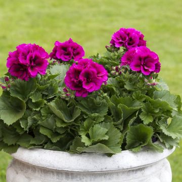Großblütige Pelargonie Burghi - Pelargonium