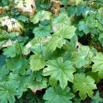 Peltoboykinia tellimoïdes - Tellimaähnliche Peltoboykinie