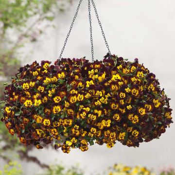 Pensée retombante Cool Wave Fire Mini-motte