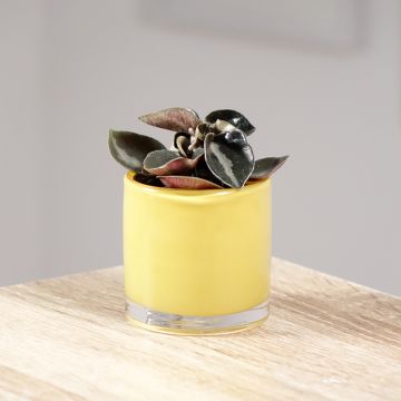 Peperomia metallica Colombiana - Zwergpfeffer