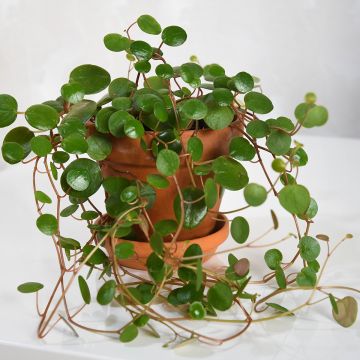 Peperomia Pepperspot - Zwergpfeffer