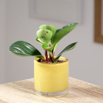 Peperomia Red Canyon - Zwergpfeffer