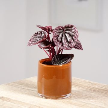 Peperomia caperata Luna - Zwergpfeffer