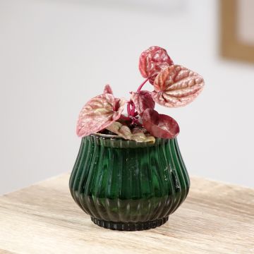 Peperomia caperata Quito - Zwergpfeffer