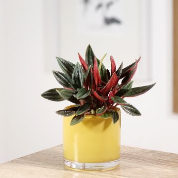 Peperomia caperata Rosso - Zwergpfeffer