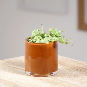 Peperomia prostrata - Zwergpfeffer