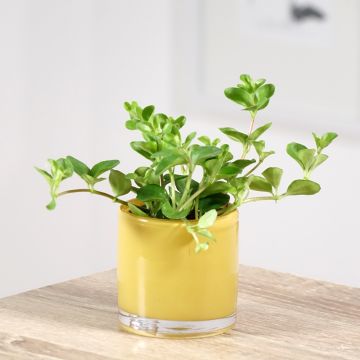 Peperomia rotundifolia - Zwergpfeffer