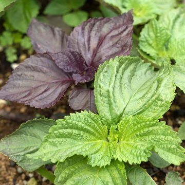 Schwarznessel Vert Shiso (Tia To)