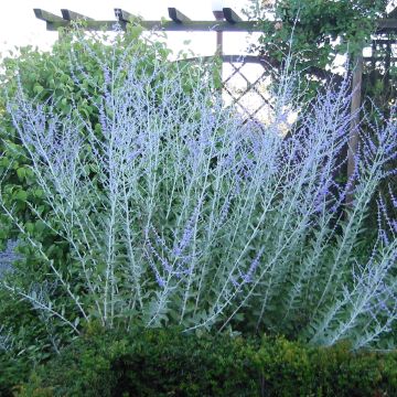 Blauraute Blue Haze - Perovskia atriplicifolia