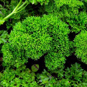 Krause Petersilie Vert foncé - Petroselinum crispum