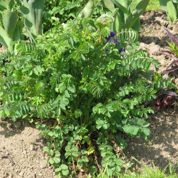 Kleiner Wiesenknopf (BIO samen)  - Sanguisorba minor