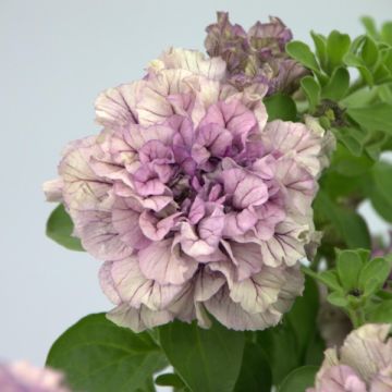 Petunia Lavender Bell