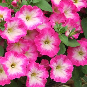 Petunia Corona Rose Rim