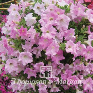 Petunia Diamond Pearly Shades (Samen)