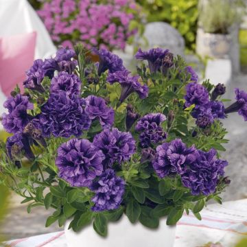 Petunia Tiny Pleasure Double Amethyst Vein