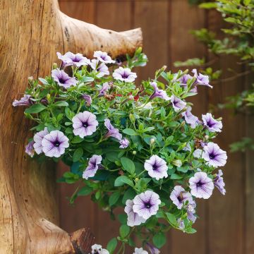 Petunia Blue Vein