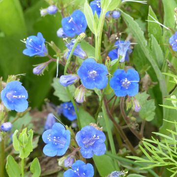 Phacelia campanularia Blue Wonder (Samen) - Glockenblumen-Büschelschön