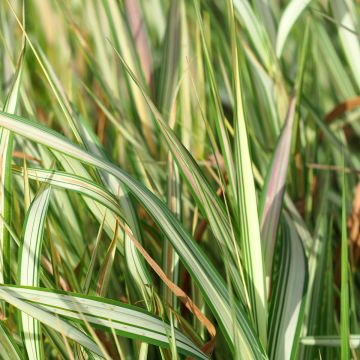 Phalaris arundinacea Strawberry and Cream - Rohr-Glanzgras