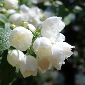 Seringat blanc - Philadelphus Albâtre