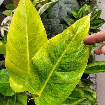 Philodendron Calkins Gold - Baumfreund