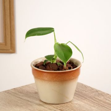 Philodendron grazielae