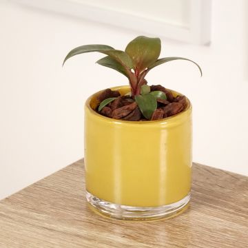 Philodendron Red Heart