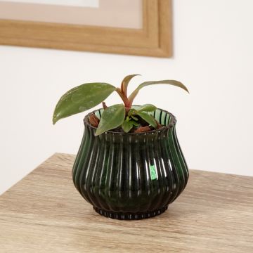 Philodendron Royal Queen