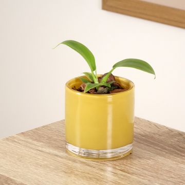 Philodendron applanatum