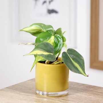 Philodendron scandens Brasil - Kletternder Philodendron