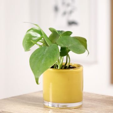 Philodendron scandens - Kletternder Philodendron