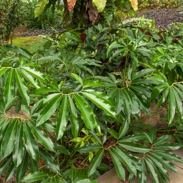 Philodendron goeldii - Baumfreund