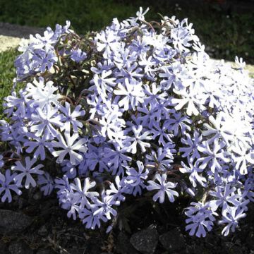 Zweispaltiger Phlox Minima Colvin - Phlox bifida