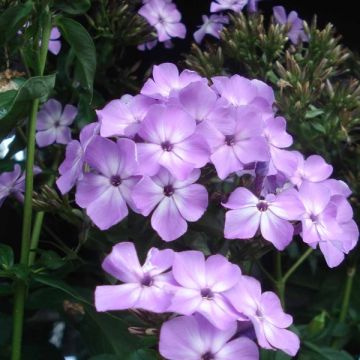 Hohe Flammenblume Violet Flame - Phlox paniculata
