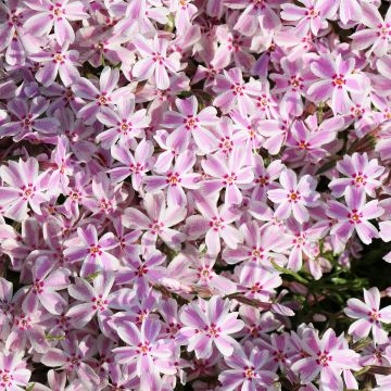 Pfriemenförmiger Phlox Drumm - Phlox subulata