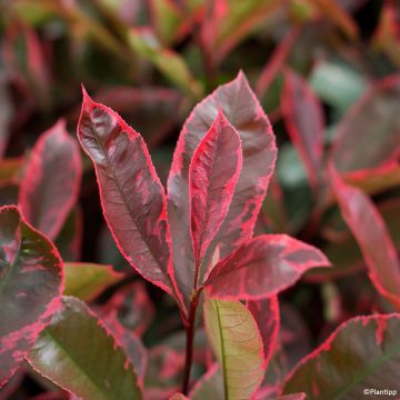 Rote Glanzmispel Louise - Photinia fraseri