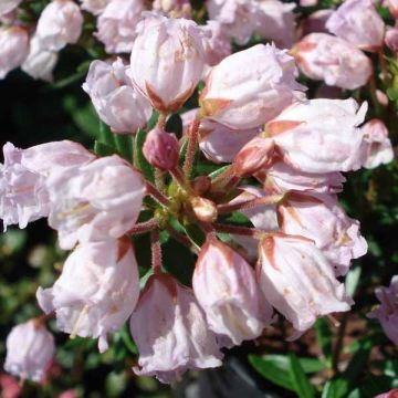 Phylliopsis hillieri Sprite - Phylliopsis Rose