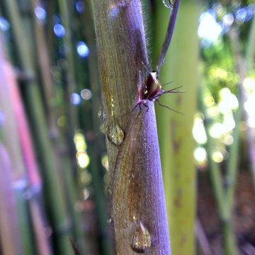 Schwarzer Bambus Megurochiku - Phyllostachys nigra