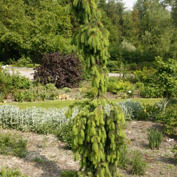 Picea abies Krasickiana
