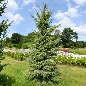 Picea mariana Aurea