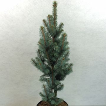 Epicea bleu - Picea pungens Iseli Fastigiate                  