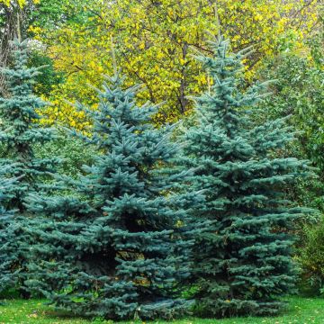 Picea pungens Iseli Fastigiate